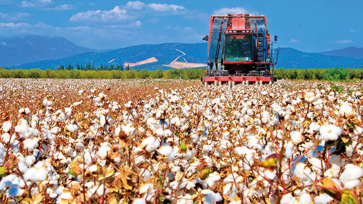 800 bin tonluk açık var